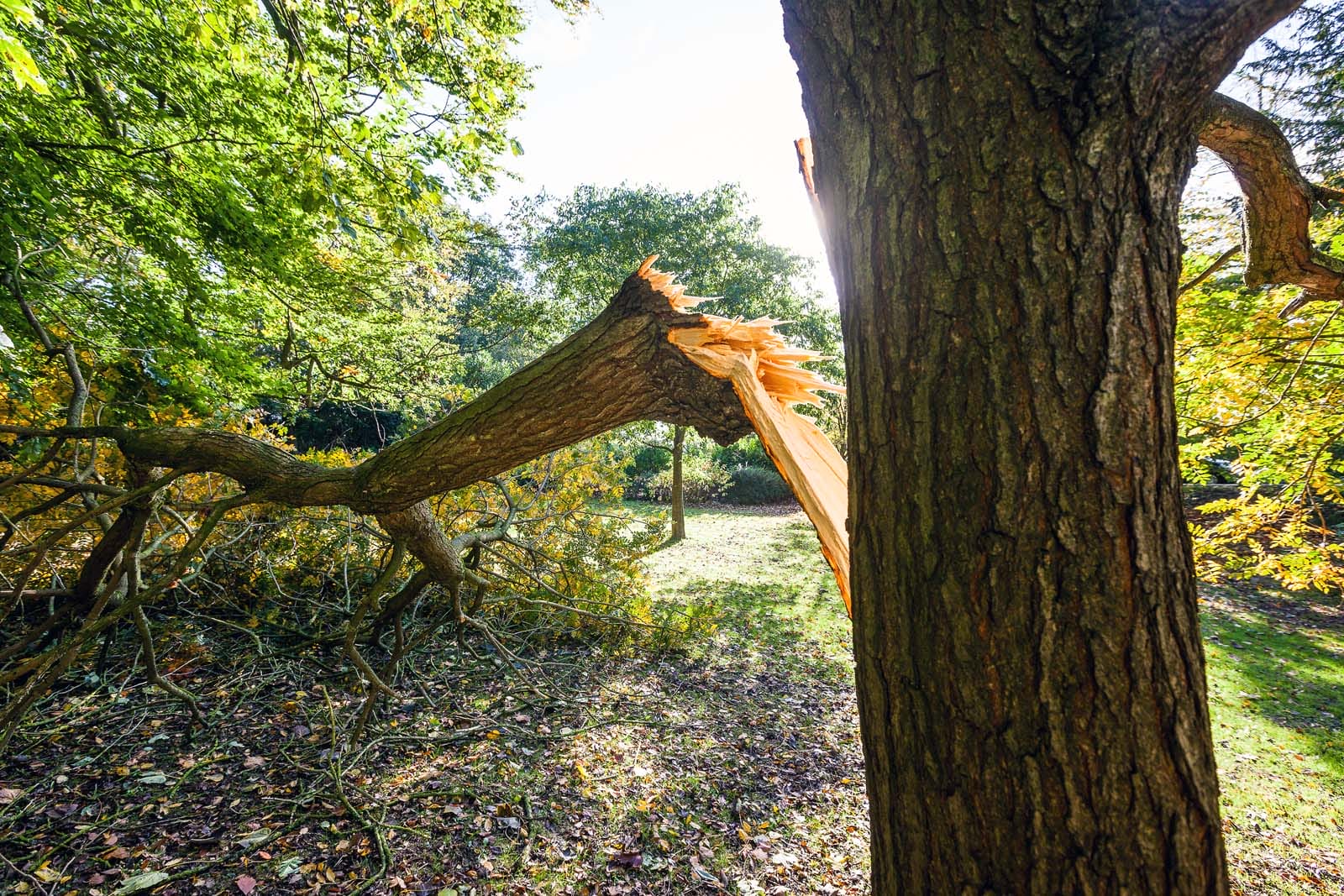 Emergency tree removal