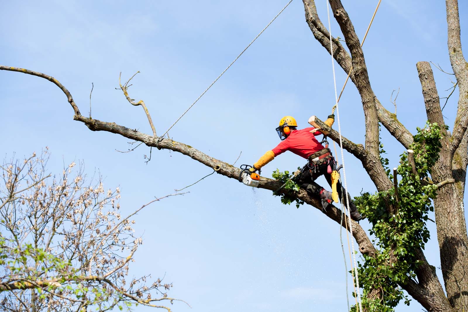 An arborist cutting a tree with a chainsaw